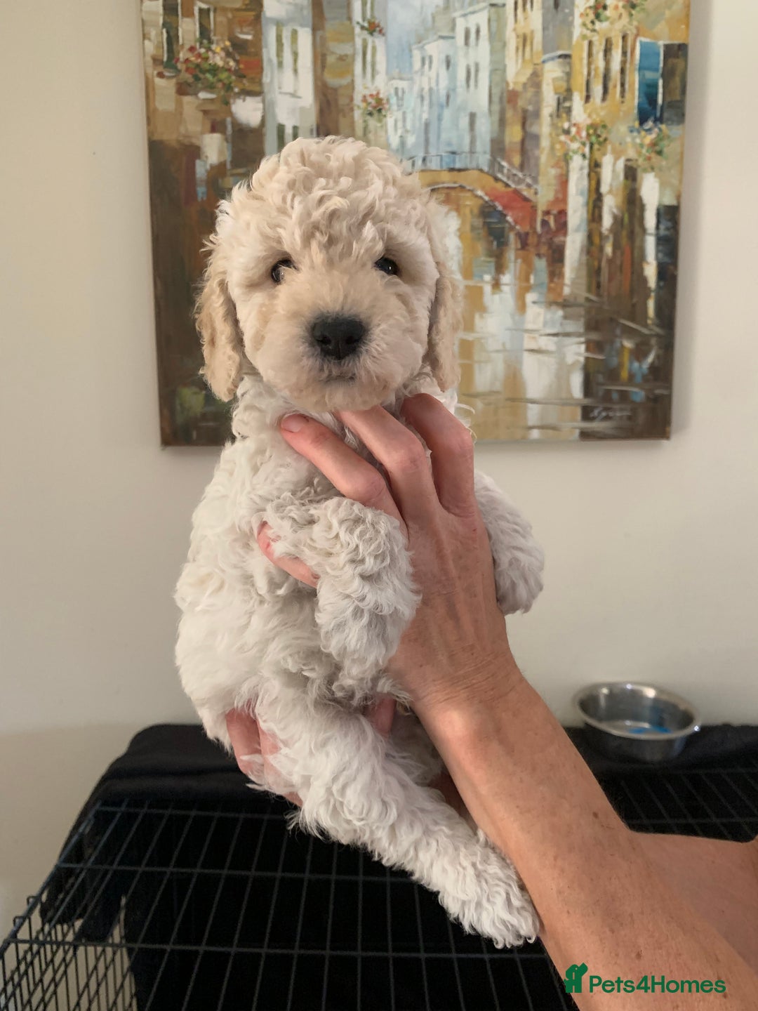 Mixed Breed dogs for sale: Mini/Toy Poodle pups - Image 5