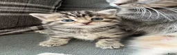 Domestic Shorthair cats for sale: 4 beautiful kittens - to leave 01/05/26 - Advert 14