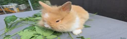 Lionhead rabbits for sale: Lion head  (Double maned) - Advert 3