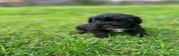 Schnoodle dogs for sale: 🐾 Adorable Schnoodle Puppies 🐾 - Advert 34