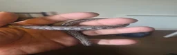 Corn Snake reptiles for sale: Corn snake - Advert 5