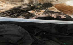 Mixed Breed cats for sale: Gorgeous Kittens - Image 1