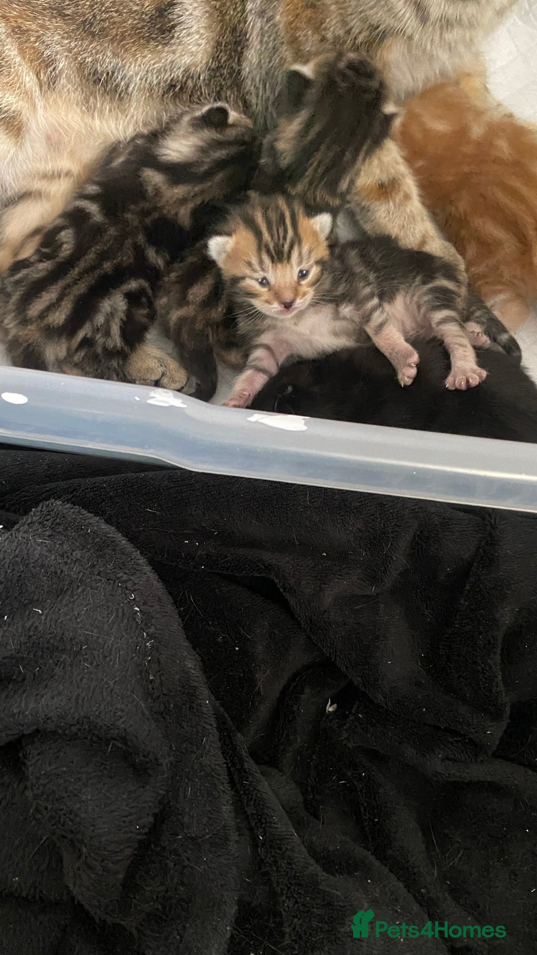 Mixed Breed cats for sale: Gorgeous Kittens - Image 1