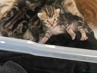 Mixed Breed cats - Advert 23