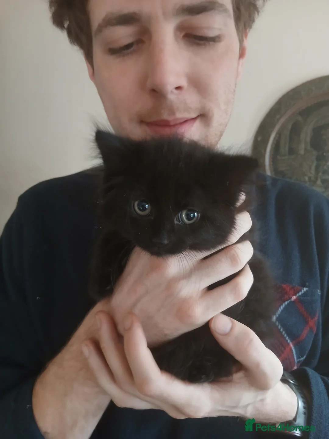 Mixed Breed cats for sale: Two beautiful kittens looking for a forever home. - Advert 2