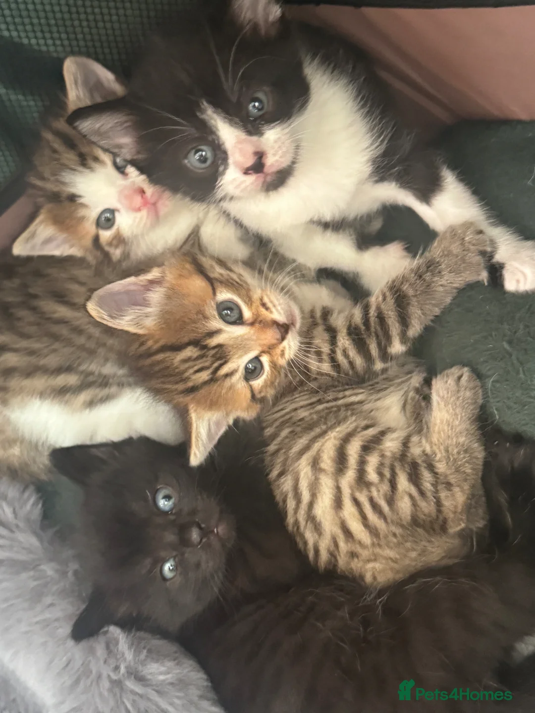 Mixed Breed cats for sale: 4 Lovely Kittens  in Camberley - Advert 2