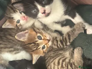 Mixed Breed cats 4 Lovely Kittens - Advert 16