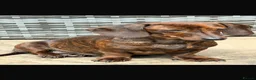 Miniature Dachshund dogs for sale: KC PRA Clear Champion Line Dapple Mini Dachshunds  - Advert 14