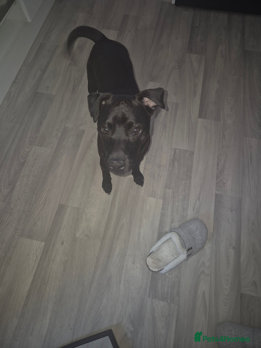 Patterdale Terrier dogs for sale: Male patterdale  - Advert 1