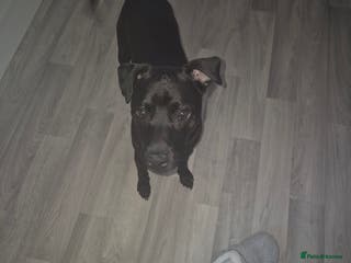 Patterdale Terrier dogs Male patterdale - Advert 2
