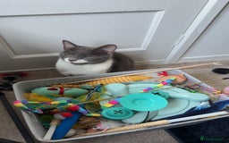Mixed Breed cats for sale: Dolly  - Image 1