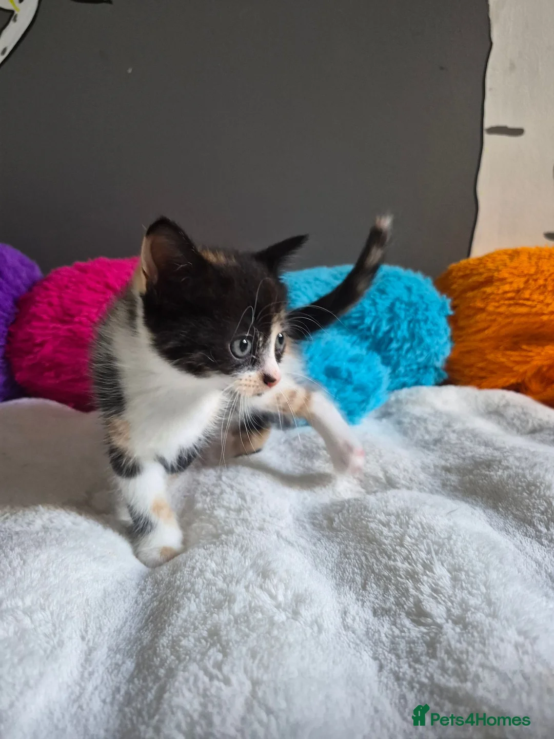 Mixed Breed cats for sale: Kittens - Advert 13