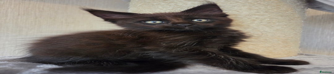 Maine Coon Kitten 1