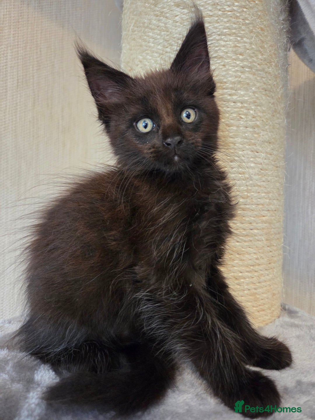 Maine Coon cats for sale: TICA REGISTERED MAINE COON KITTENS - Image 12