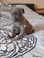 Staffordshire Bull Terrier dogs - Advert 2