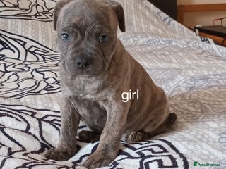 Staffordshire Bull Terrier dogs - Advert 33