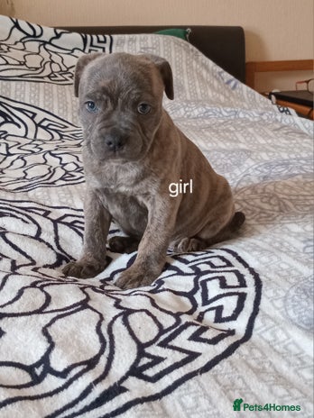 Staffordshire Bull Terrier dogs - Advert 1