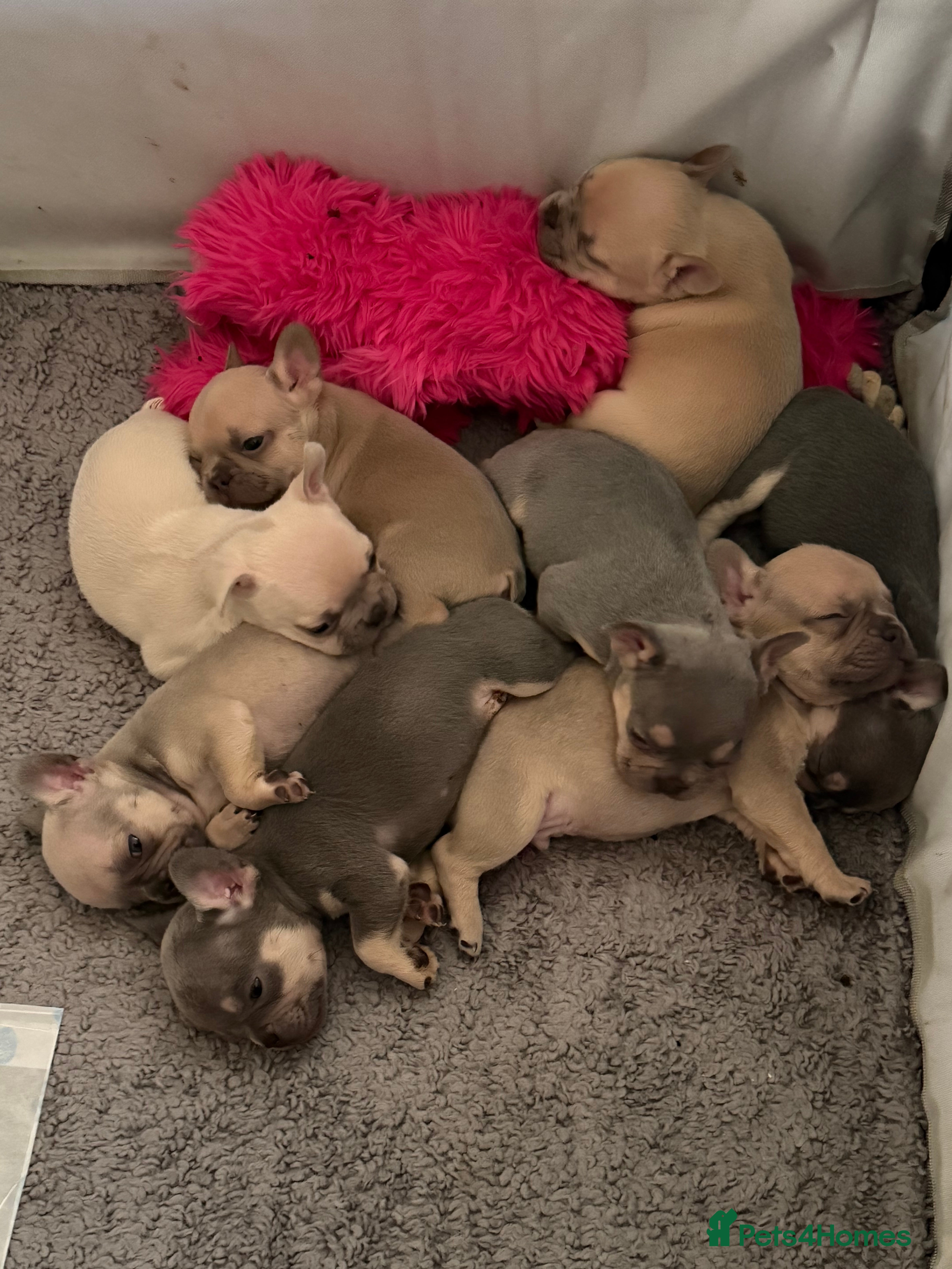 French Bulldog dogs French bulldog puppies for sale  in Tonbridge - Advert 2