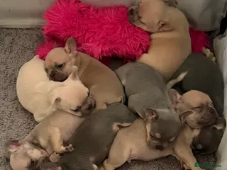 French Bulldog dogs French bulldog puppies for sale in Tonbridge - Advert 1