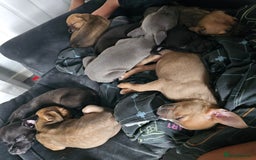 Mixed Breed dogs for sale: Accidental litter - Image 13