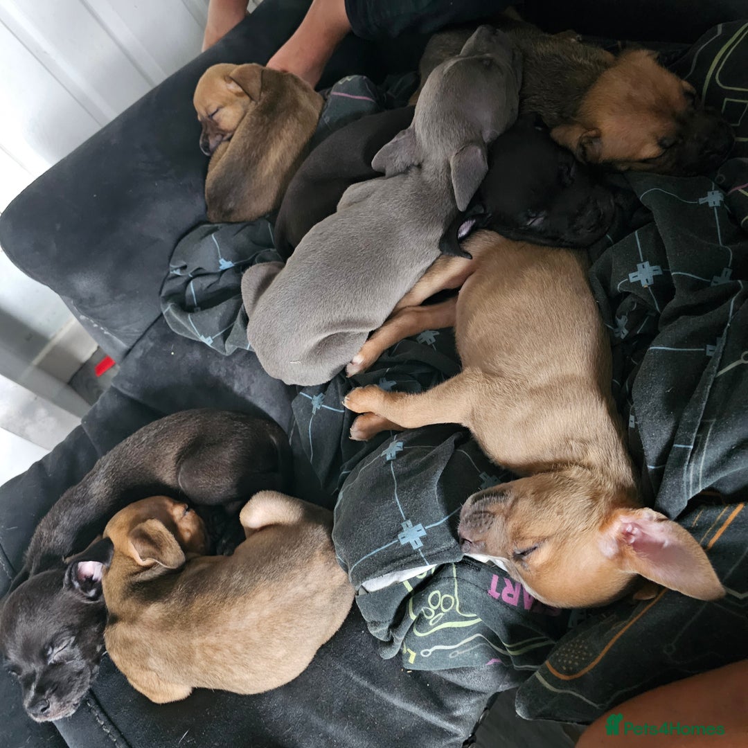 Mixed Breed dogs for sale: Accidental litter - Image 13