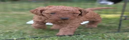 Cavapoo dogs for sale: Cavapoo Puppies Born to Steal Hearts - Advert 12