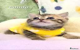 British Shorthair cats for sale: British shorthair babies  - Image 29