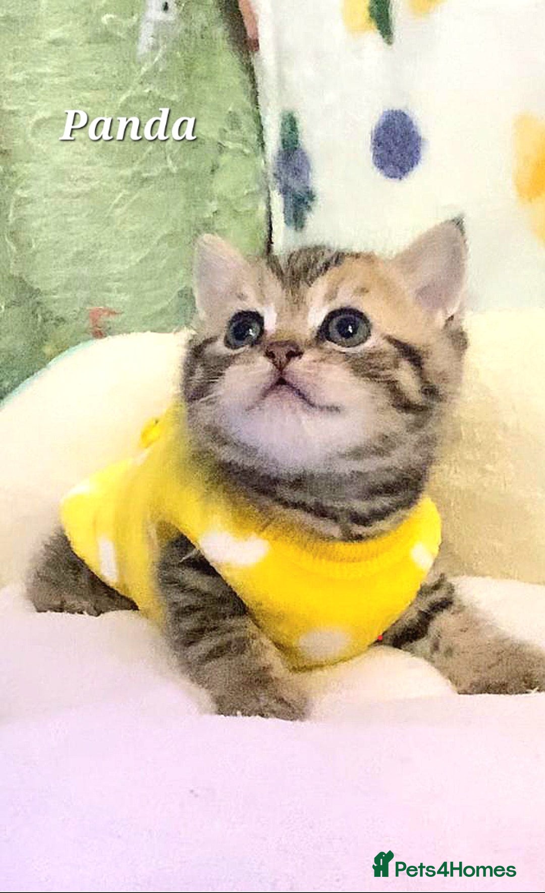 British Shorthair cats for sale: British shorthair babies  - Image 29