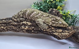 Gecko reptiles for sale: Leachianus & Crested Geckos Adults & Babies  - Advert 3