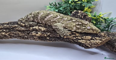 Gecko reptiles Leachianus & Crested Geckos Adults & Babies  - Advert 13