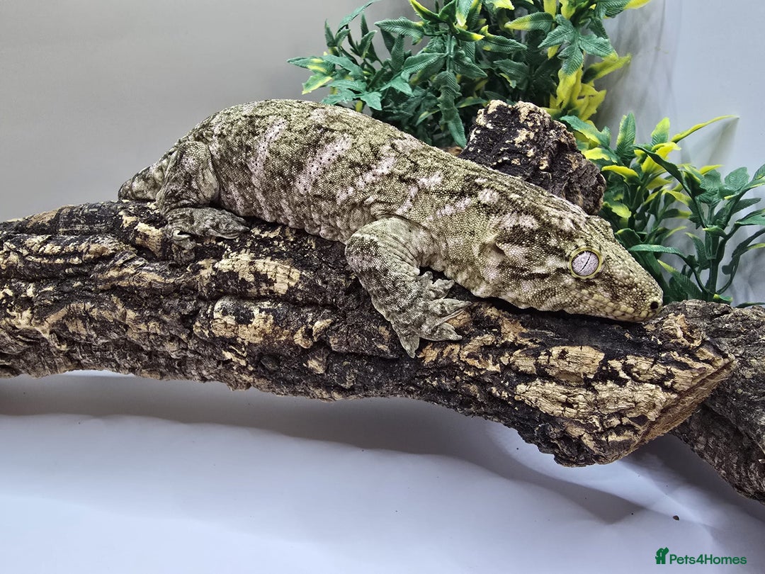 Gecko reptiles for sale: Leachianus & Crested Geckos Adults & Babies  - Advert 3