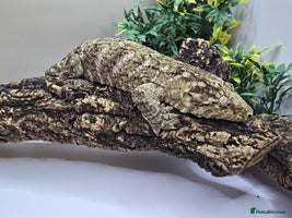 Gecko reptiles Leachianus & Crested Geckos Adults & Babies - Advert 11