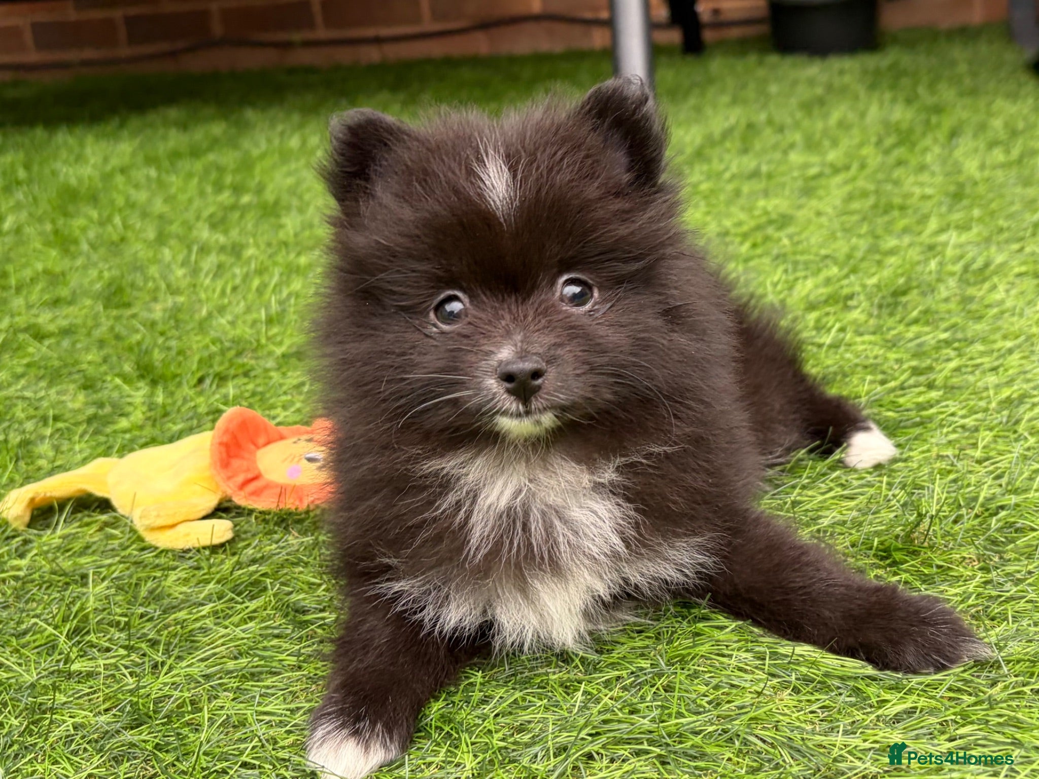 Pomeranian dogs READY NOW! DWKC✨DNA 100% POM!🧬HEALTH TESTED!🧬 - Advert 4