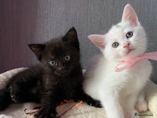 Mixed Breed cats Beautiful Mixed Angora Kittens - Advert 11