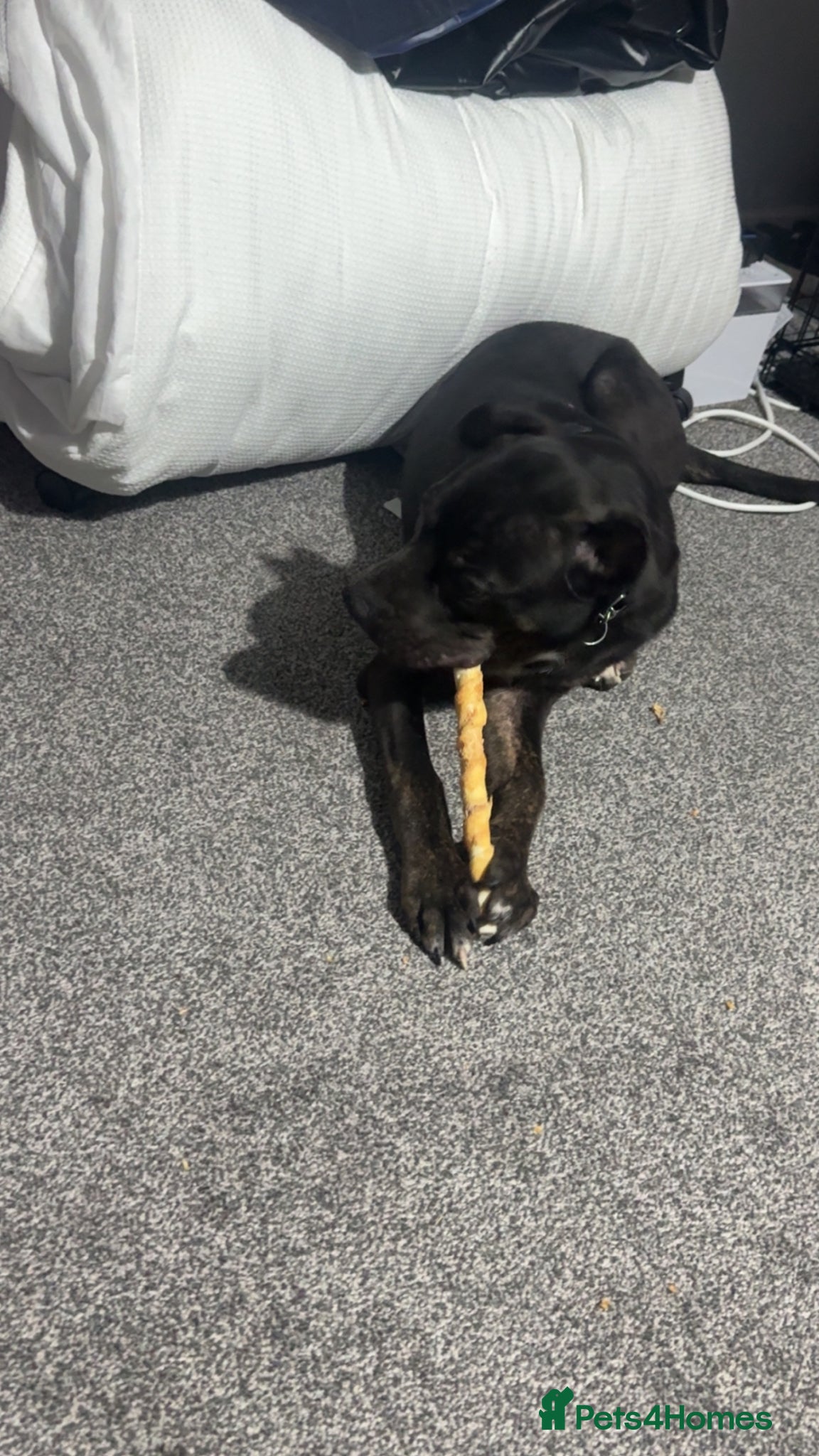 Golden Shepherd dogs Meet Tyson ❤️ - Advert 5