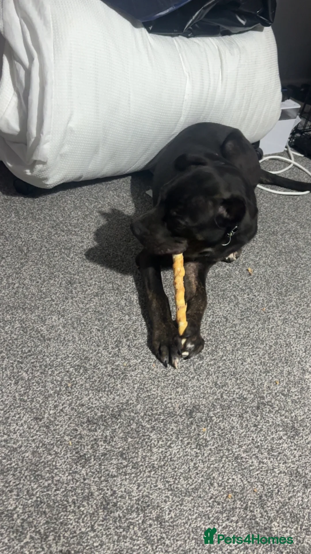 Golden Shepherd dogs for sale: Meet Tyson ❤️ - Advert 1