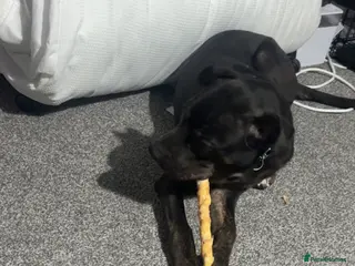 Golden Shepherd dogs Meet Tyson ❤️ - Advert 7