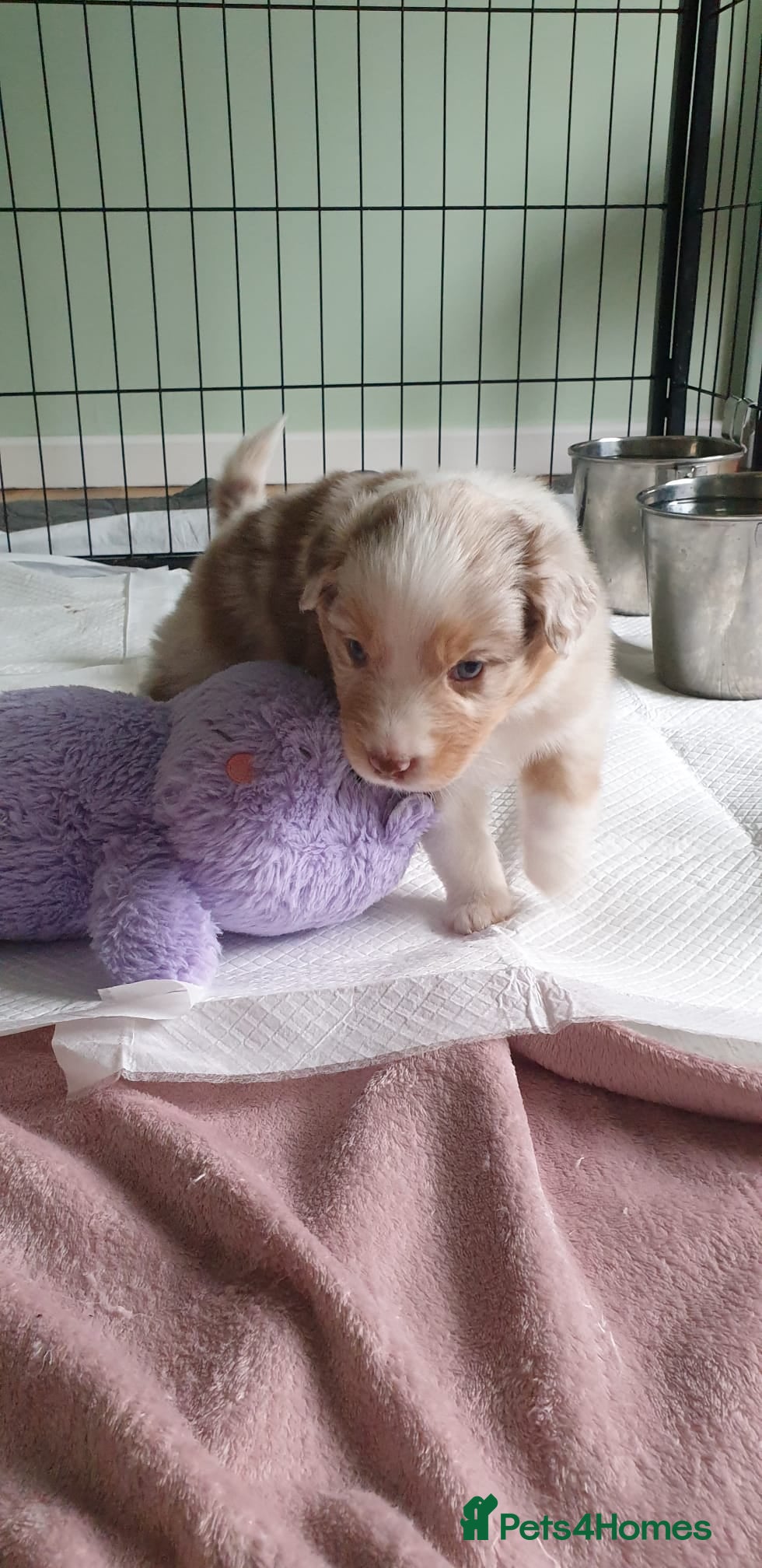 Australian Shepherd dogs Australian sheperd puppys for sale - Advert 4