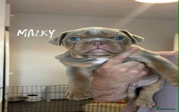 Olde English Bulldogge dogs for sale: 07496730941 : lilac tri Olde English Bulldogges - Image 13