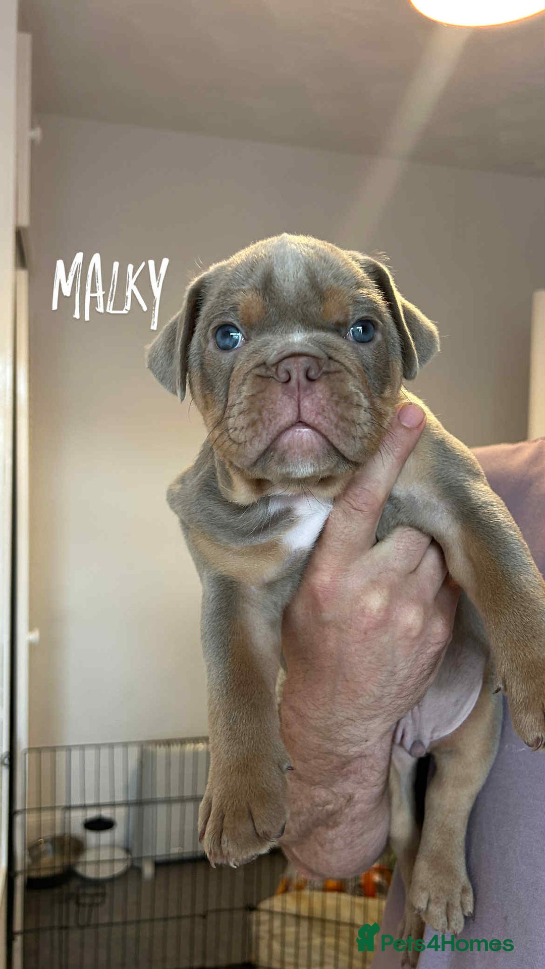 Olde English Bulldogge dogs for sale: 07496730941 : lilac tri Olde English Bulldogges - Image 13