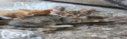 Domestic Shorthair cats for sale: Kittens - Advert 1