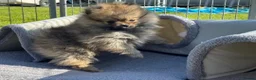 Pomeranian dogs for sale:  Beautiful Pomeranian Girls  - Advert 13