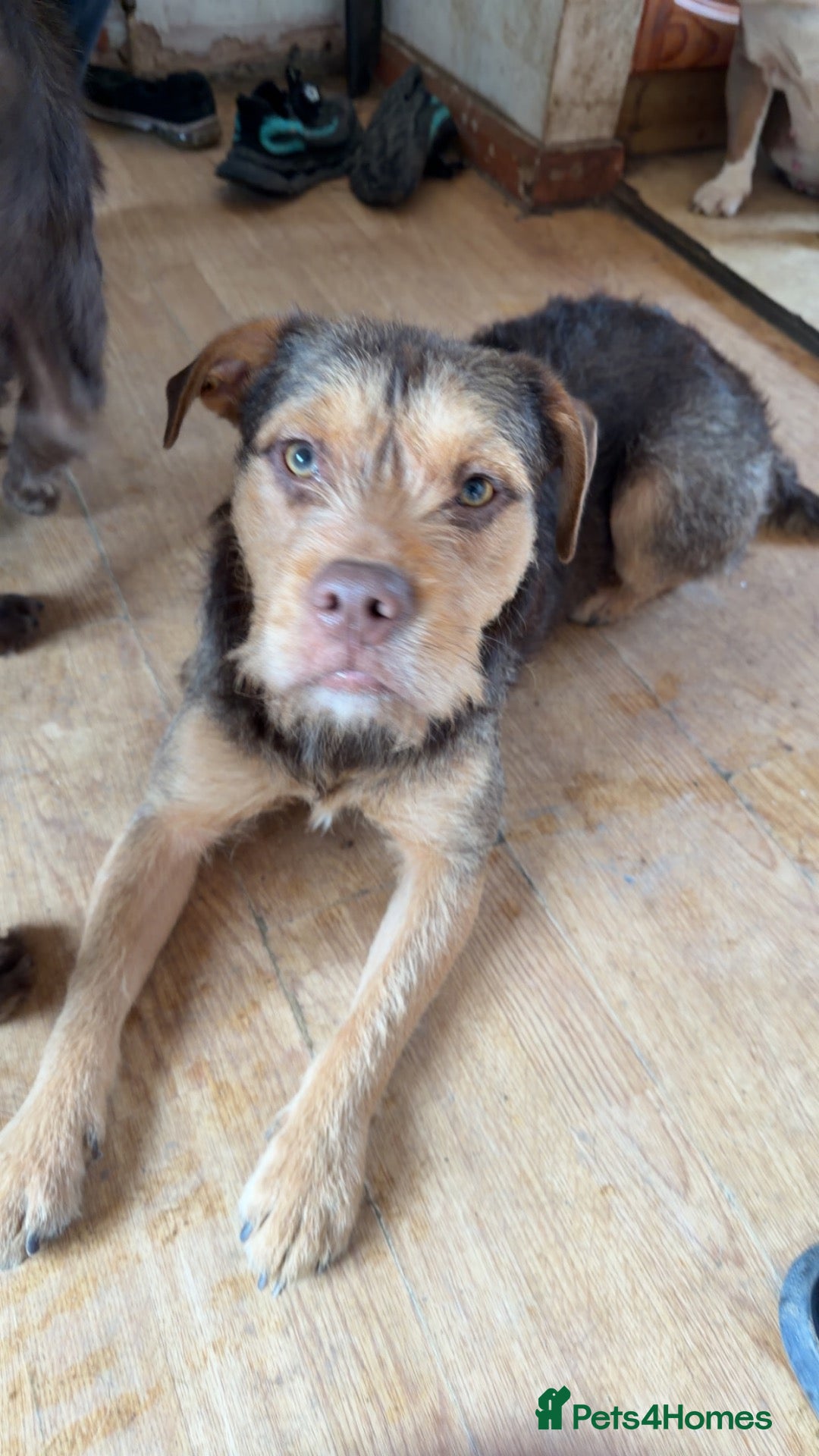 Mixed Breed dogs Beautiful mix bread - Advert 1