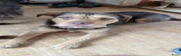 Mixed Breed dogs for sale: Beautiful mix bread - Advert 1
