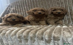 Cockapoo dogs for sale: Beautiful cockapoo’s - Image 2