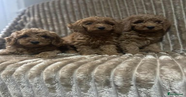 Cockapoo dogs - Advert 7