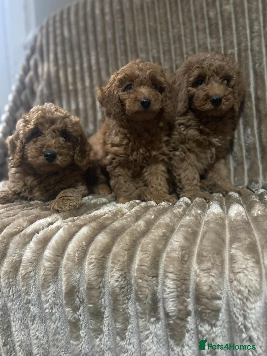 Cockapoo dogs for sale: Beautiful cockapoo’s - Image 2