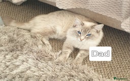 Ragdoll cats for sale: Pure loving ragdool ready for new home  - Image 24