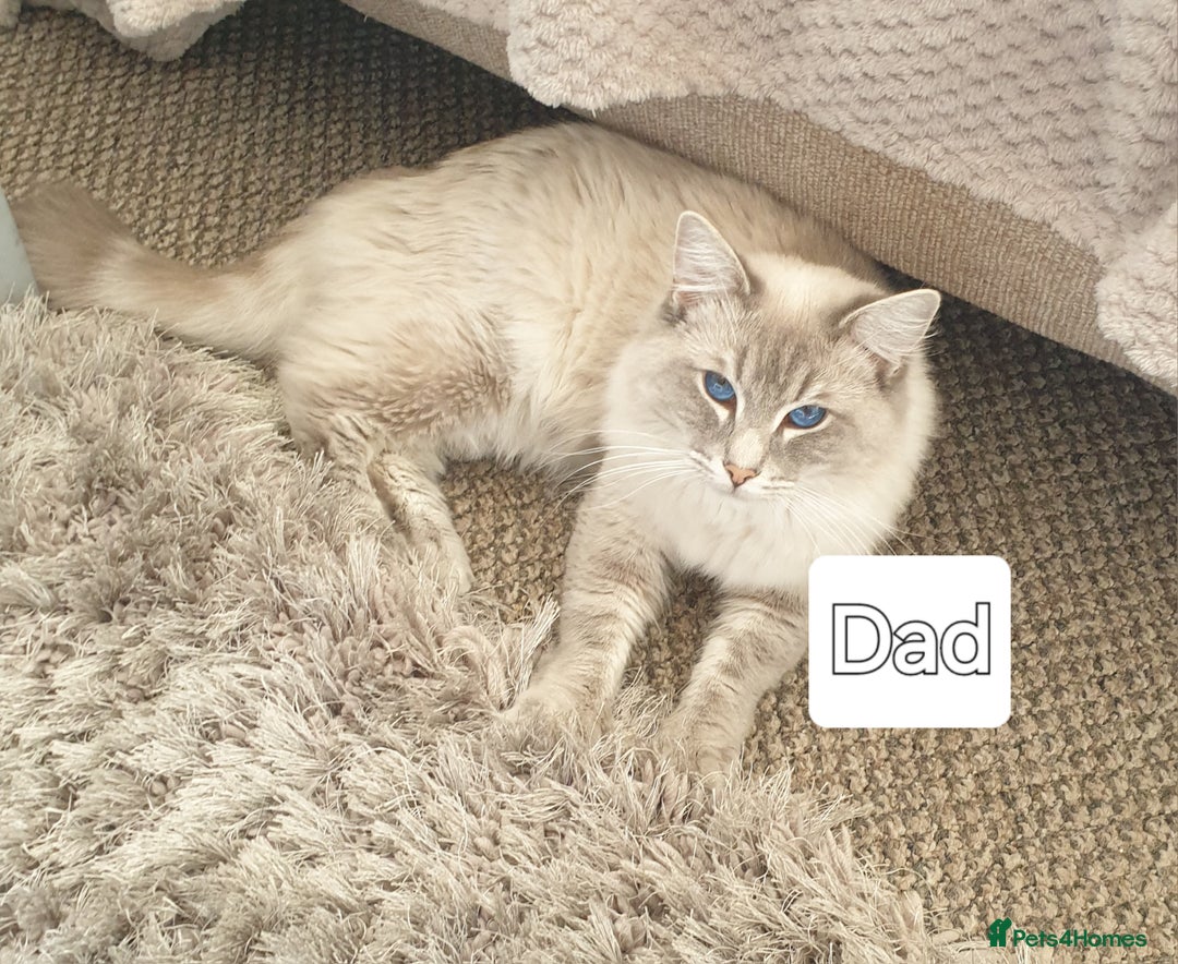 Ragdoll cats for sale: Pure loving ragdool ready for new home  - Image 24