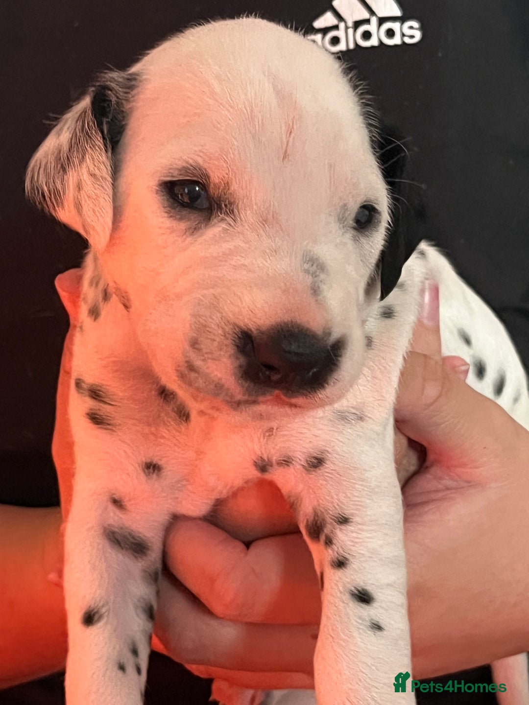 Dalmatian dogs for sale: Stunning Dalmatian puppies KC reg show winners - Image 3